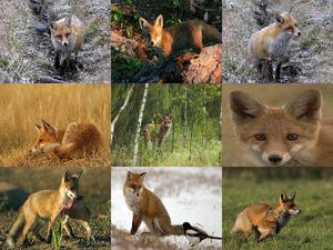 klicke hier, um die Datei herunterzuladen Fuchs-Fox