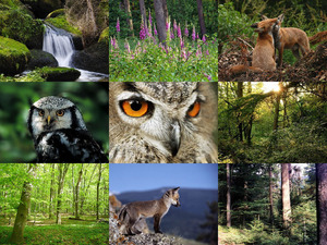 klicke hier, um die Datei herunterzuladen Wunder Natur