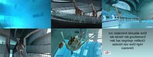 Giraffen im Schwimmbecken E