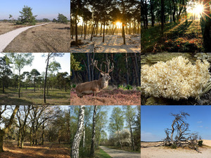 Nationalpark Hoge Veluwe