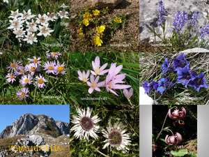 die Blumen der Alpen