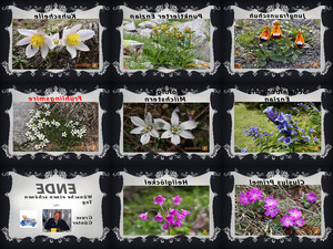 klicke hier, um die Datei herunterzuladen Alpenblumen-II