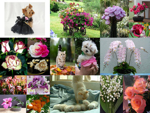 DO FLORES Y MASCOTAS1