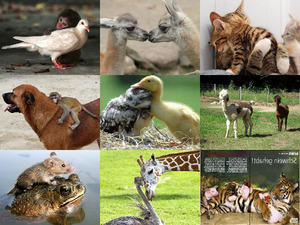 klicke hier, um die Datei herunterzuladen Niedliche Tierfreundschaften