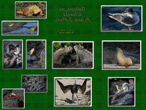 klicke hier, um die Datei herunterzuladen Galapagos Islands - Fauna and Flora