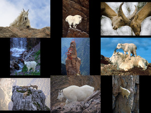 mountaingoat