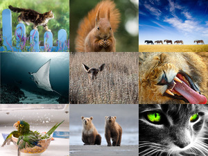 klicke hier, um die Datei herunterzuladen Dierenallerlei 7
