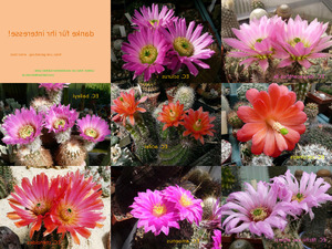 schne Echinocereen (Kaktusblten)