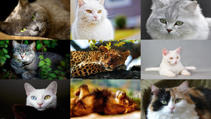klicke hier, um die Datei herunterzuladen Katzen