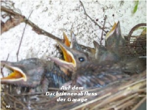 klicke hier, um die Datei herunterzuladen A224 Jesus sagt