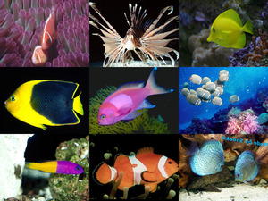 Kleurrijke koraalvissen deel2