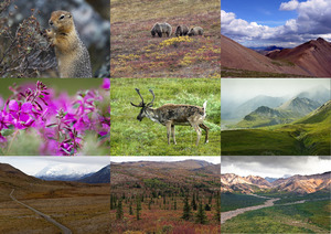 klicke hier, um die Datei herunterzuladen Denali Park 1 - geniale Aufnahmen