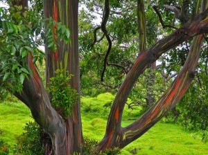 Rainbow-Eucalyptus