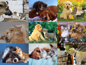 klicke hier, um die Datei herunterzuladen Hund und Katz können Freunde sein!