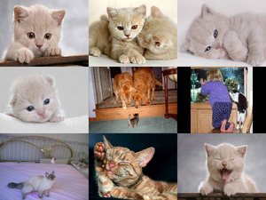 klicke hier, um die Datei herunterzuladen Katzen