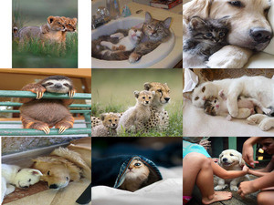 klicke hier, um die Datei herunterzuladen Tierfreunde 11