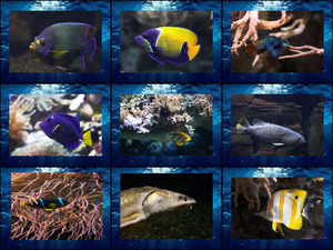 Tolle Aufnahmen von Salzwasserfischen