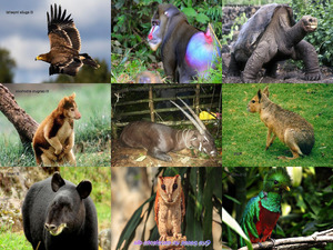 klicke hier, um die Datei herunterzuladen Animales-salvados