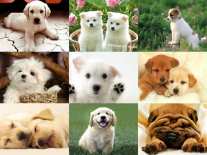 klicke hier, um die Datei herunterzuladen Puppy Power - zuckersüße Hundewelpen