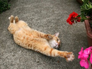 klicke hier, um die Datei herunterzuladen Cats World