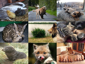 klicke hier, um die Datei herunterzuladen Tierfreunde 24