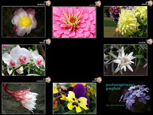 Blumenalphabet