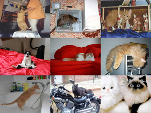 klicke hier, um die Datei herunterzuladen Cats
