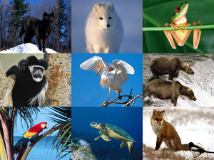 klicke hier, um die Datei herunterzuladen amazinganimals-120830234832-phpapp02