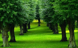 Zauber der Natur - ein weiterer Teil