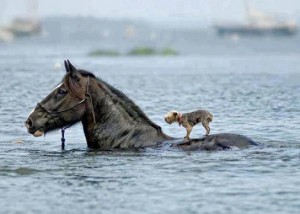 Tiere sind immer wieder dankbare Modelle