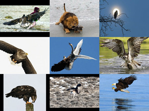 klicke hier, um die Datei herunterzuladen The Eagle