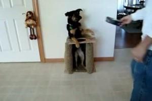 viele Grüsse von einem wohlerzogenen Hund