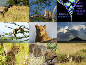 klicke hier, um die Datei herunterzuladen Bilder-Galerie vom 16032013 Africa
