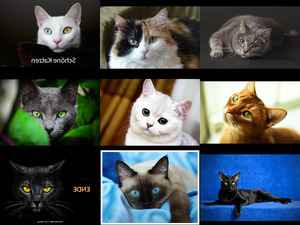 Schne Katzen-Fotos