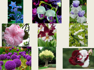 22 seltene Blumen heu