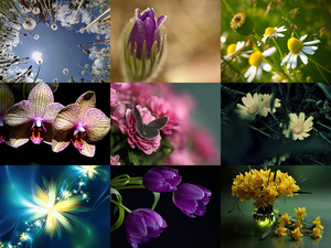 Traumhafte Aufnahmen von Blumen und Blten