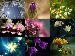 klicke hier, um die Datei herunterzuladen Traumhafte Aufnahmen von Blumen und Blüten