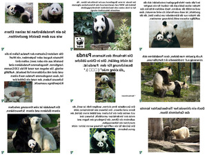 klicke hier, um die Datei herunterzuladen der Panda-Bär