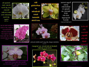 klicke hier, um die Datei herunterzuladen Orchideen