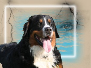klicke hier, um die Datei herunterzuladen Hundegebet