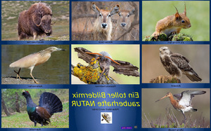 klicke hier, um die Datei herunterzuladen Ein toller Bildermix Natur