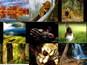 tolle Natur- und Tier-Aufnahmen