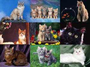 klicke hier, um die Datei herunterzuladen Aristocats