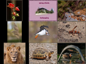 klicke hier, um die Datei herunterzuladen Bilder-Galerie vom 02062013 Natur pur 7