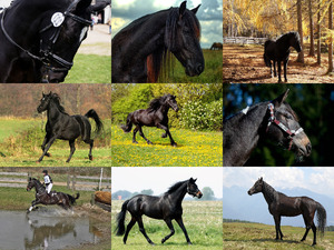 Schwarze Pferde