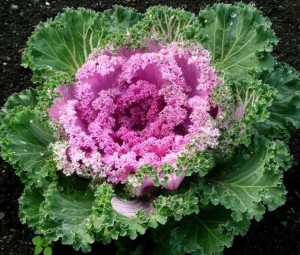 klicke hier, um die Datei herunterzuladen blumiger Kohl