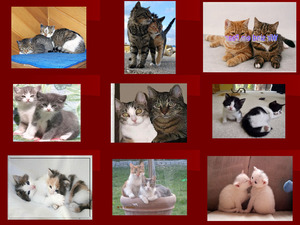 klicke hier, um die Datei herunterzuladen Wir sind ein Paar - schöne Katzenpaare