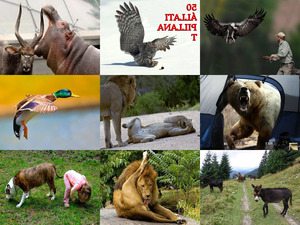 klicke hier, um die Datei herunterzuladen gelungene Tierfotos
