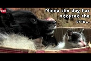 Adoptiert