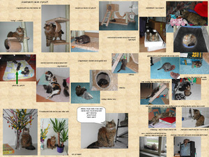 klicke hier, um die Datei herunterzuladen Bilder aus dem Leben einer kleinen Katze